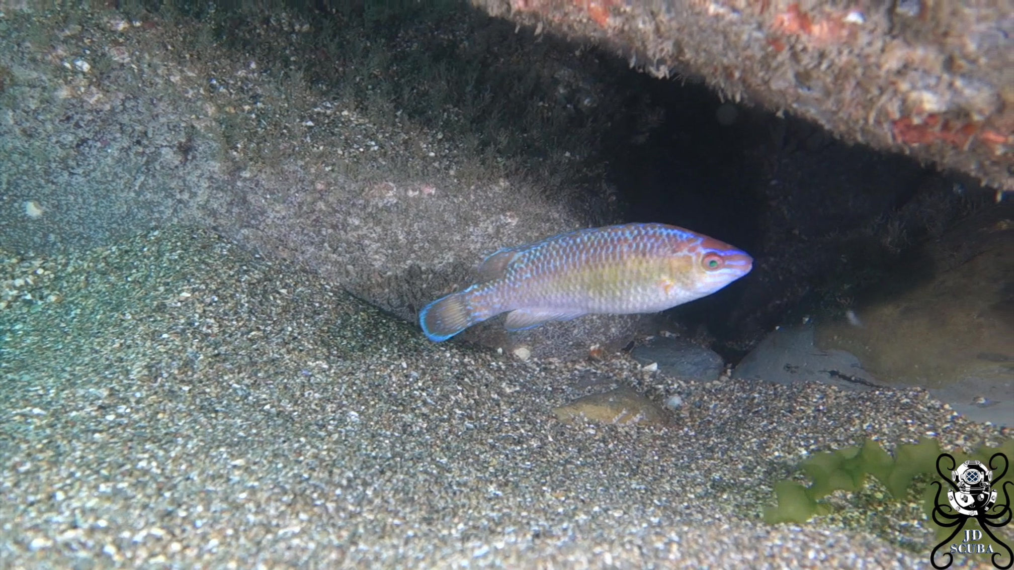 Rock cook Wrasse (Centrolabus exoletus)